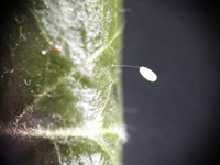 2Florfliege Ei1_MU.JPG